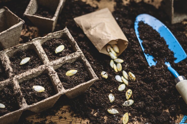 Planting pumpkin seeds into peat pot