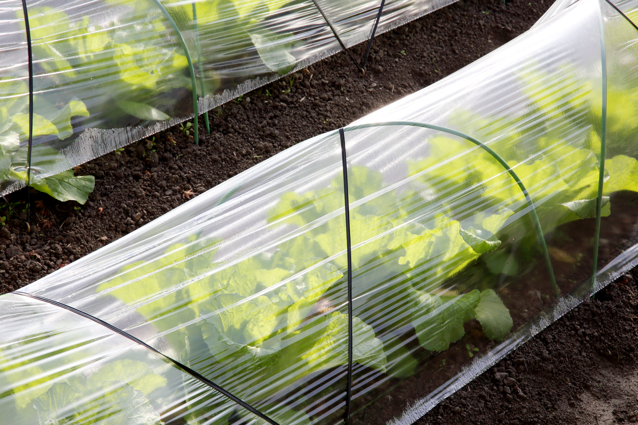 Plastic foil greenhouse for farming of vegetables