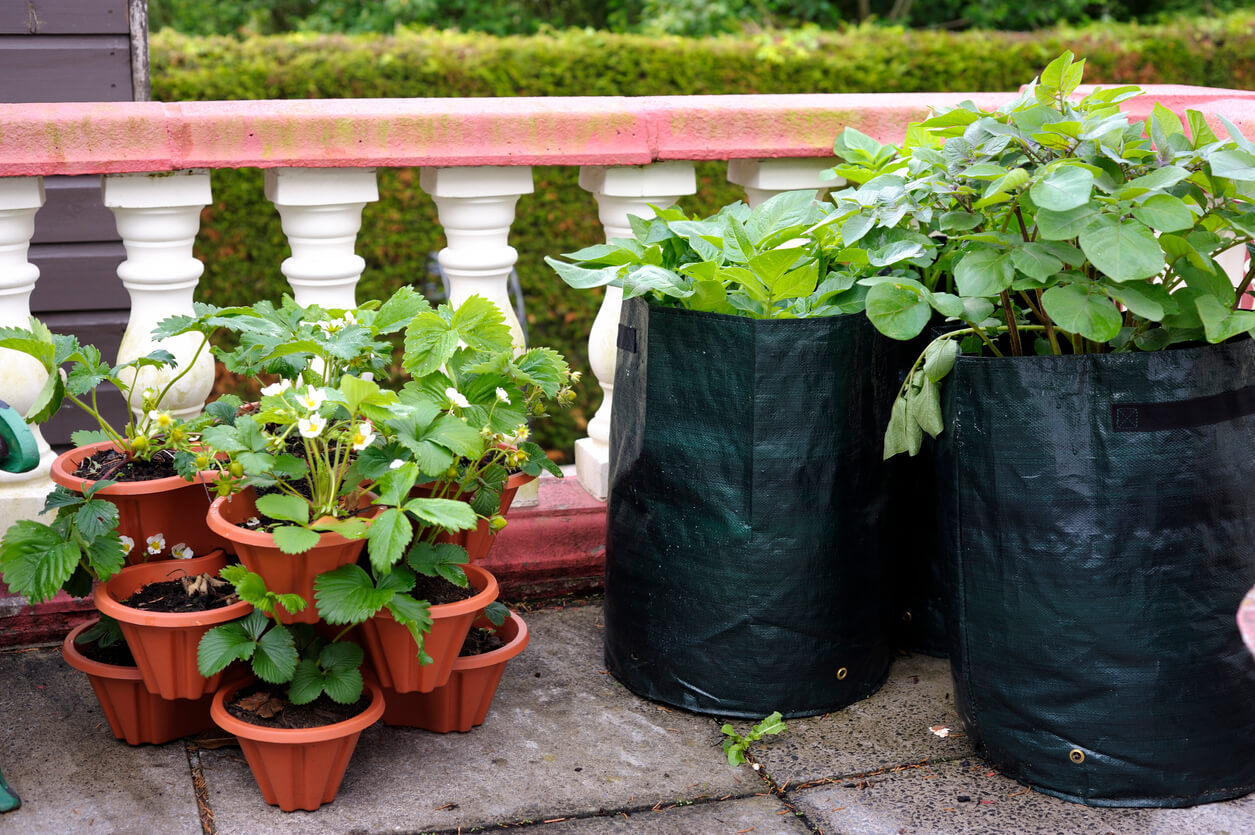 Potato and strawberry plants on terrace