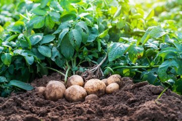 How to Get Rid of Wireworms in Potatoes