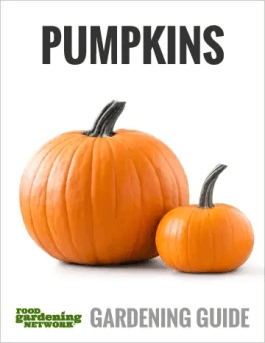 How to Use Pumpkin in Unique Ways