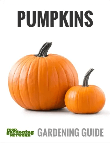Pumpkins Gardening Guide