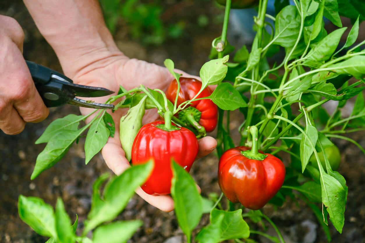 Red pepper harvest