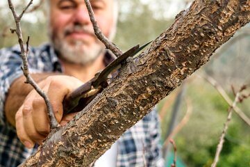 How to Remove Fruit Tree Suckers and Water Sprouts