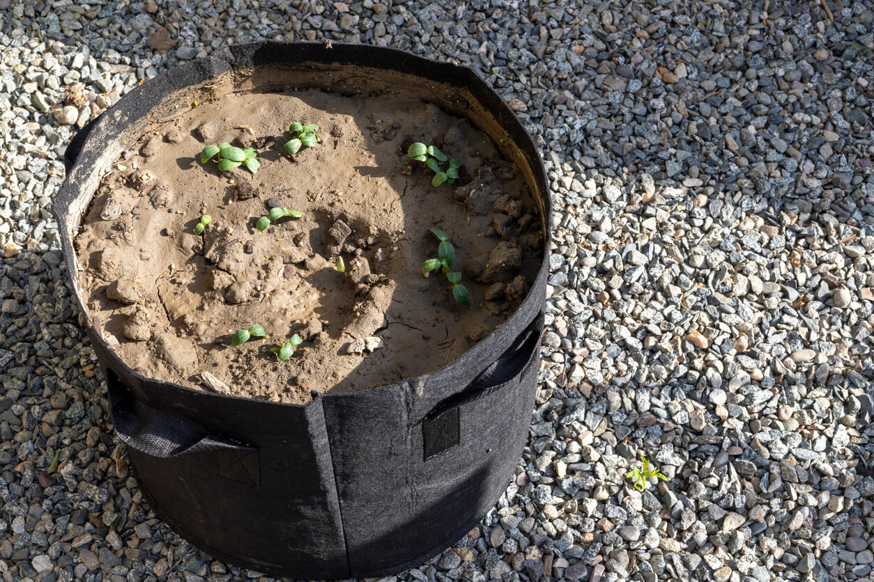 Vegetable growing in black grow bag