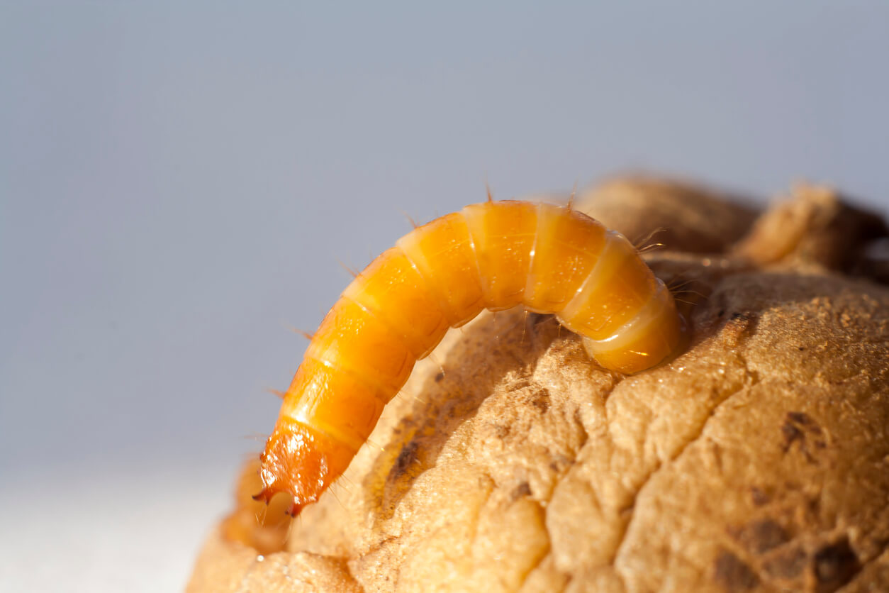 wireworm in potato closeup