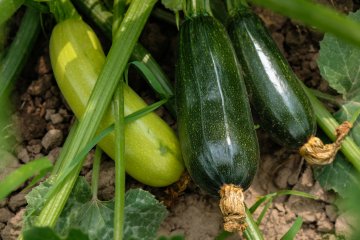 10 High-Yield Crops for a Cost-Efficient Garden