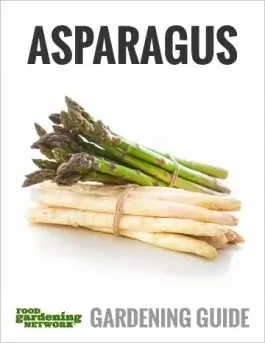 The Best Type of Asparagus to Grow: Green, Purple, or White?