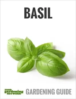 The Basil Grower’s Guide—All You Need to Know About Growing and Cooking with Basil