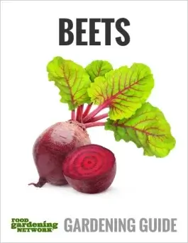 Beet Companion Plants: ﻿What to Grow with Beets