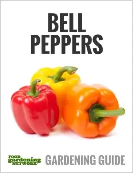 When to Harvest Bell Peppers at Peak Flavor