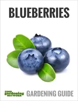 Blueberry Bonanza—Everything You Need to Know About Growing and Enjoying Blueberries