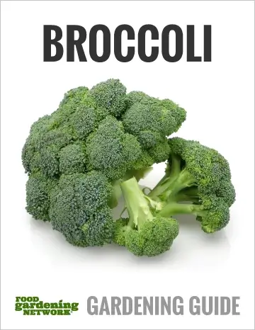 broccoli cover
