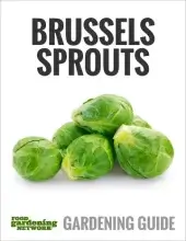 brussels sprouts cover
