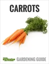 ways to use extra carrots