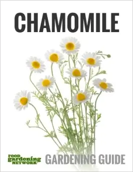 How to Harvest Chamomile and Dry it for Tea