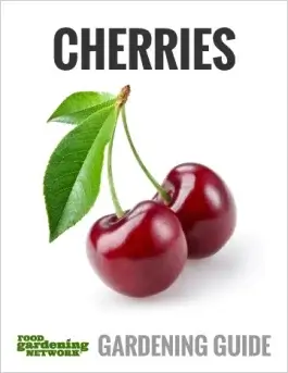 How to Make Your Cherries Bigger and Grow Faster