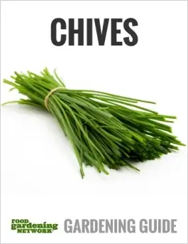 10 Tips for Growing Chives (and 5 Reasons You Want To)