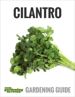 10 Fun Facts About Growing Cilantro