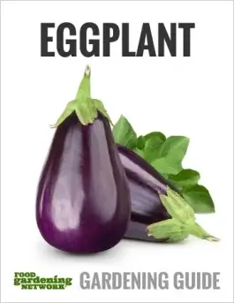 How to Grow Eggplant in Containers