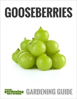 5 Things To Know Before You Start Growing Gooseberries