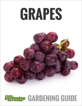 Great Grapes—How to Grow the Popular Fruit Multi-Tasker