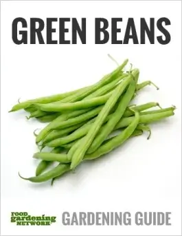 Pole Beans vs. Bush Beans: Which Are Better to Grow?