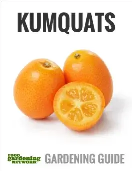 How to Grow a Kumquat Tree Indoors