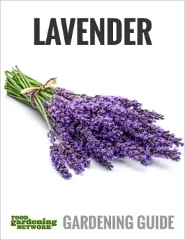 Is Lavender an Annual or Perennial?