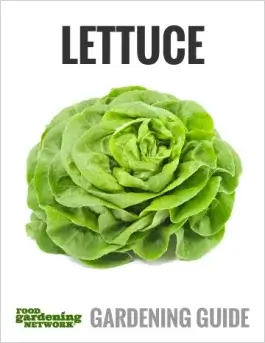 Different Types of Lettuce by Flavor