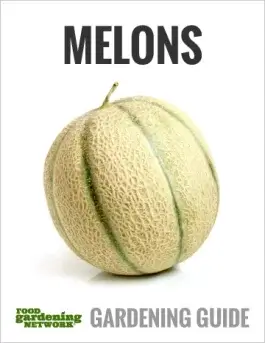 Your Quick Start Guide to Growing Melons In Containers
