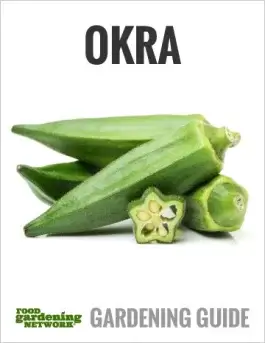 The Best Okra Companion Plants