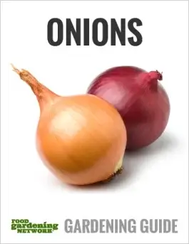 Best Tips for Handling Onions