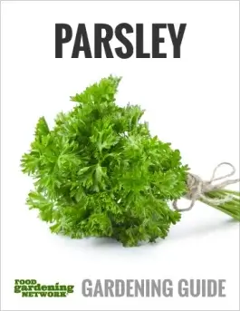 The History of Parsley Plus Culinary and Medicinal Benefits