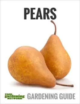 Picture Perfect Pear Guide—All You Need to Know About Growing, Harvesting, Cooking, and Eating Delicious Pears