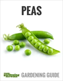 The Best Way to Plant Peas (and 3 of the Best Peas to Grow)