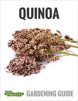 Three Types of Quinoa You Can Grow at Home