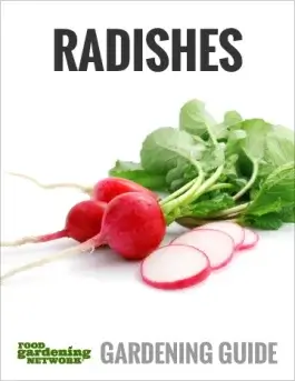 How to Start Growing Radishes in Grow Bags