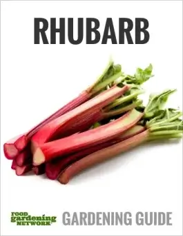 Dividing Rhubarb: Splitting, Transplanting, and Methods for Moving