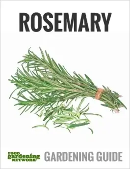 How to Dry Fresh Rosemary and Use it in Oils, Teas, and More