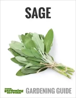 10 Things You Didn’t Know About Growing Sage at Home