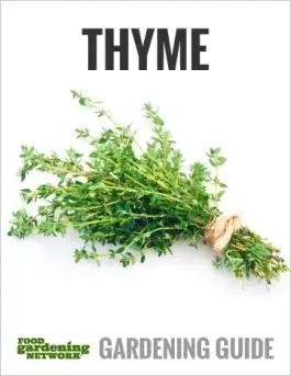 How to Grow Culinary Thyme in a Container