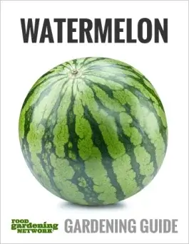 Start Growing Watermelon in Raised Beds