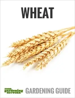 Can You Grow Wheat at Home?