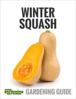 The Sweetest Winter Squash: From Acorn to Sunshine