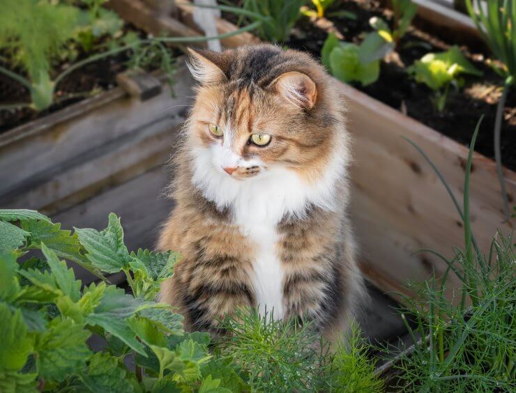 Adorable cat behind cat mint, looking at something.