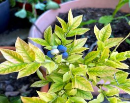 Dealing with Blueberry Diseases