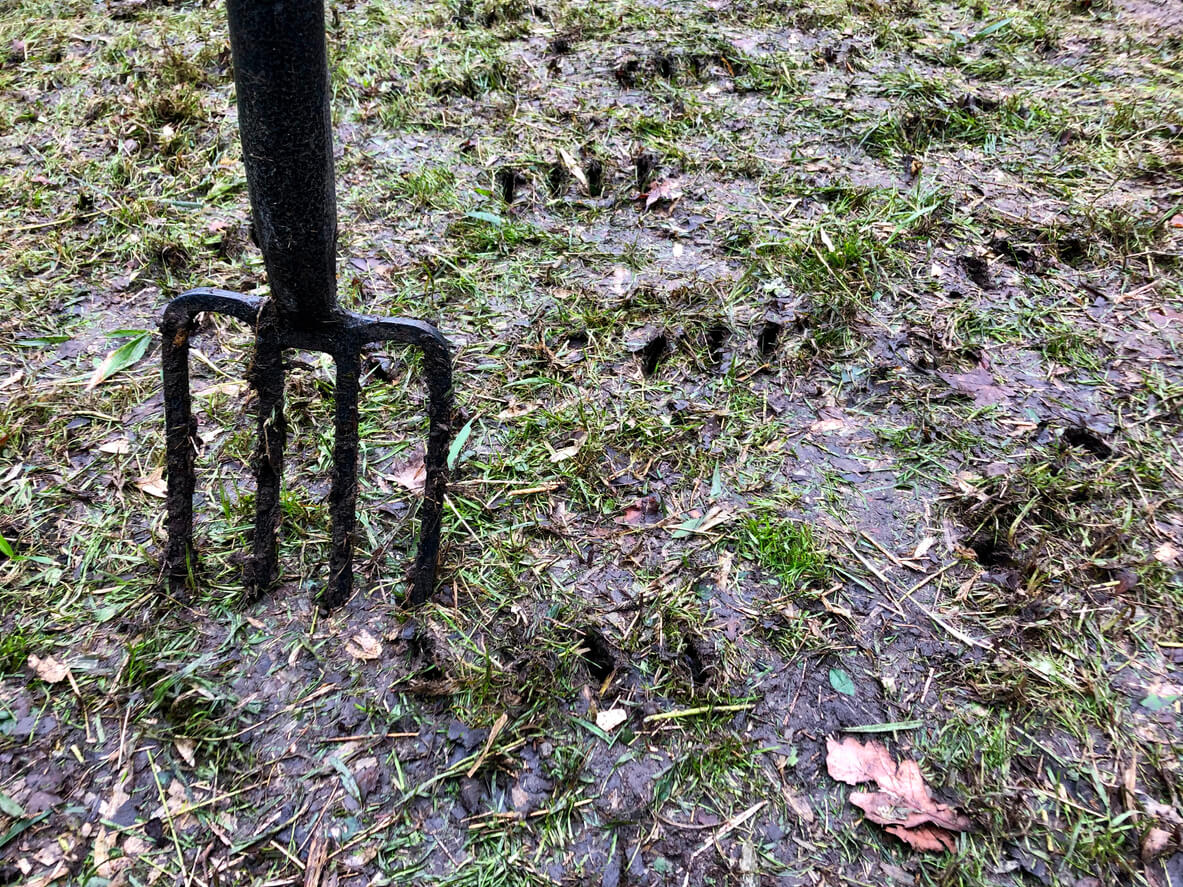 Close-up image of green grass lawn maintenance at the end of winter, muddy grass area with holes from garden fork, focus on foreground
