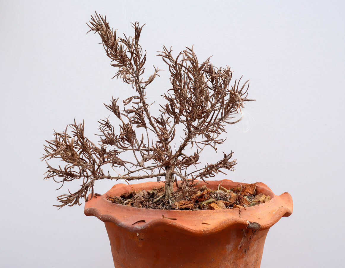Died plant in a clay flower pot - Died rosemary in pot