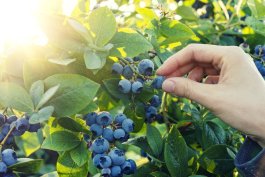 Harvesting Your Blueberries